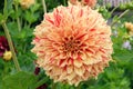 Garden Dahlia Striped Nagano, bright apricot flower with rose-red streaks